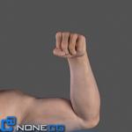 Adult Male Arms and Hands