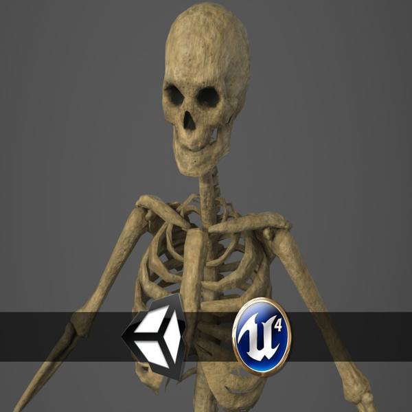 Skeleton - PBR - Animated - Low Poly