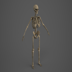 Skeleton - PBR - Animated - Low Poly