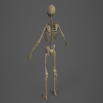 Skeleton - PBR - Animated - Low Poly