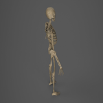Skeleton - PBR - Animated - Low Poly
