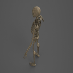 Skeleton - PBR - Animated - Low Poly