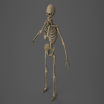 Skeleton - PBR - Animated - Low Poly