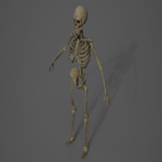 Skeleton - PBR - Animated - Low Poly