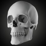Free Skull Teeth and Jaw 3D Base Mesh