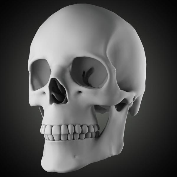 Free Skull Teeth and Jaw 3D Base Mesh