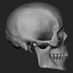 Free Skull Teeth and Jaw 3D Base Mesh