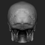 Free Skull Teeth and Jaw 3D Base Mesh