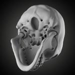 Free Skull Teeth and Jaw 3D Base Mesh