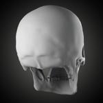 Free Skull Teeth and Jaw 3D Base Mesh