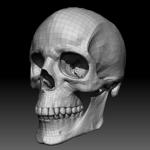Free Skull Teeth and Jaw 3D Base Mesh