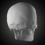 Free Skull Teeth and Jaw 3D Base Mesh