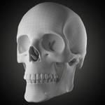 Free Skull Teeth and Jaw 3D Base Mesh