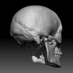Free Skull Teeth and Jaw 3D Base Mesh