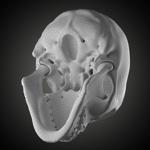 Free Skull Teeth and Jaw 3D Base Mesh